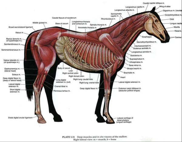 UITGEBREID ONTZORGINSTRAJECT - excl. reiskosten