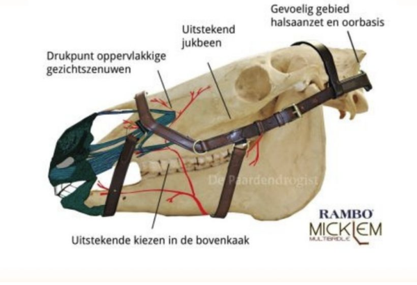 BASIS ONTZORGINGSTRAJECT 1 week - excl. reiskosten