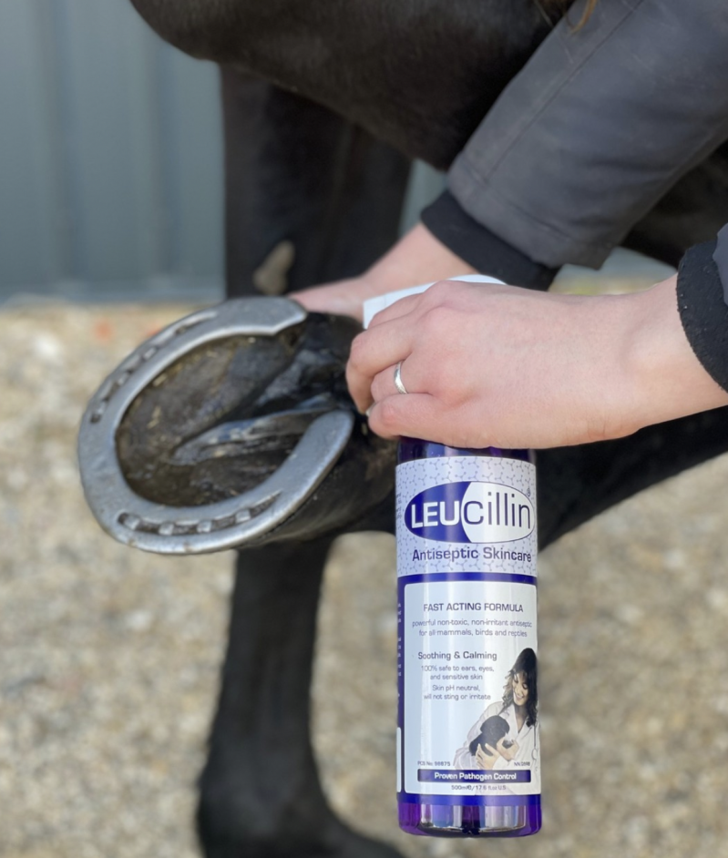 Lichttherapie voor dieren