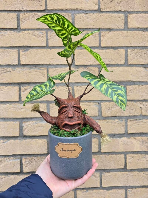 Mandragore grand modèle