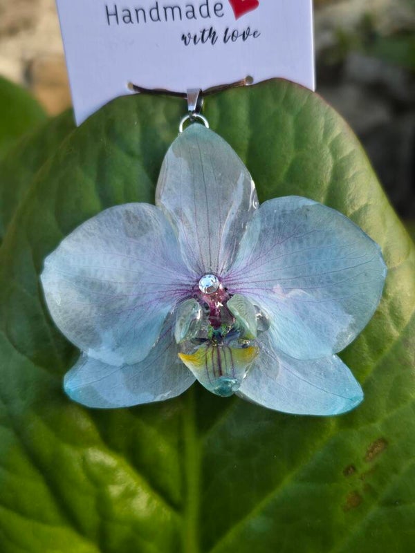 Orchidée Bleue