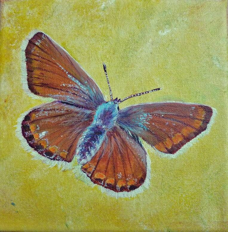 Brauner Bläuling, 15 x 15 cm