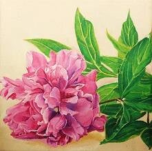 Pfingstrose, 20 x 20 cm