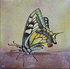 Schwalbenschwanz, 15 x 15 cm