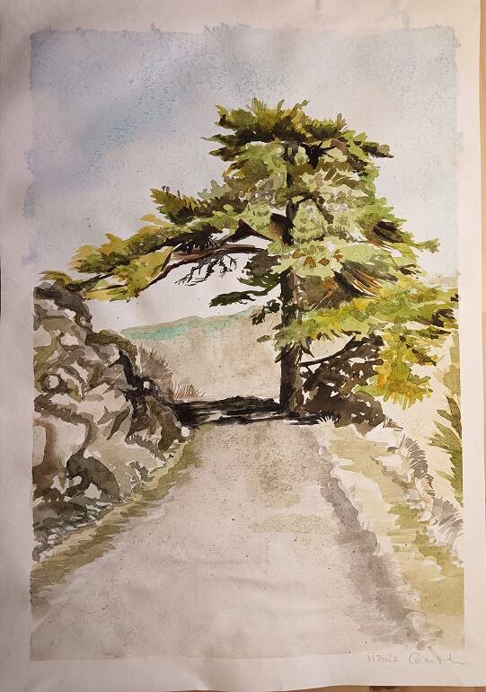 Zeder auf Korsika, A4