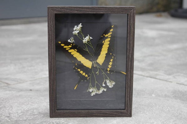 King Swallowtail butterfly with dried flowers in a medium black shadowbox