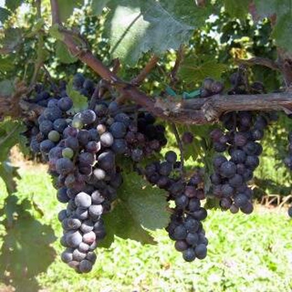 Evans Delight , de lekkerste van hoekstra, pitloos. Hele kilo