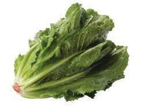 Hollandse Kas Andijvie  per krop