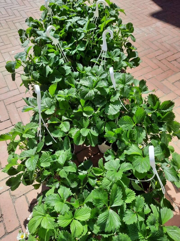 Mooie volle aardbeienplant