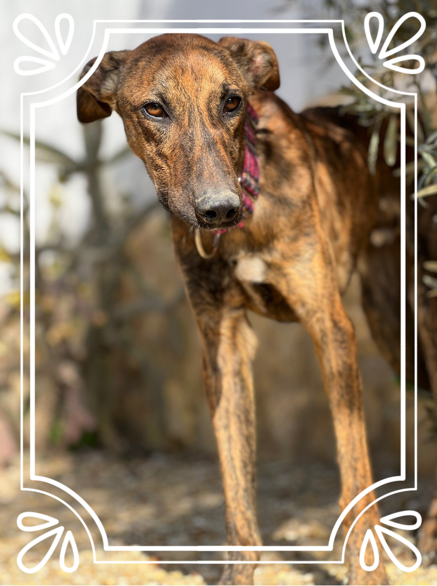 Honden in Spanje stichting Canine Care