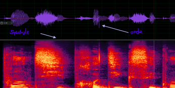Repérage de la forme d’onde et du spectrogramme dans Adobe Audition.