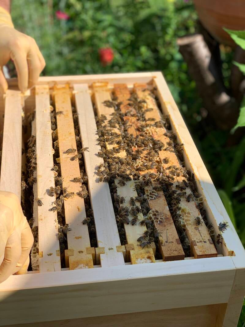 Ableger (Jungvolk) mit 5 Waben