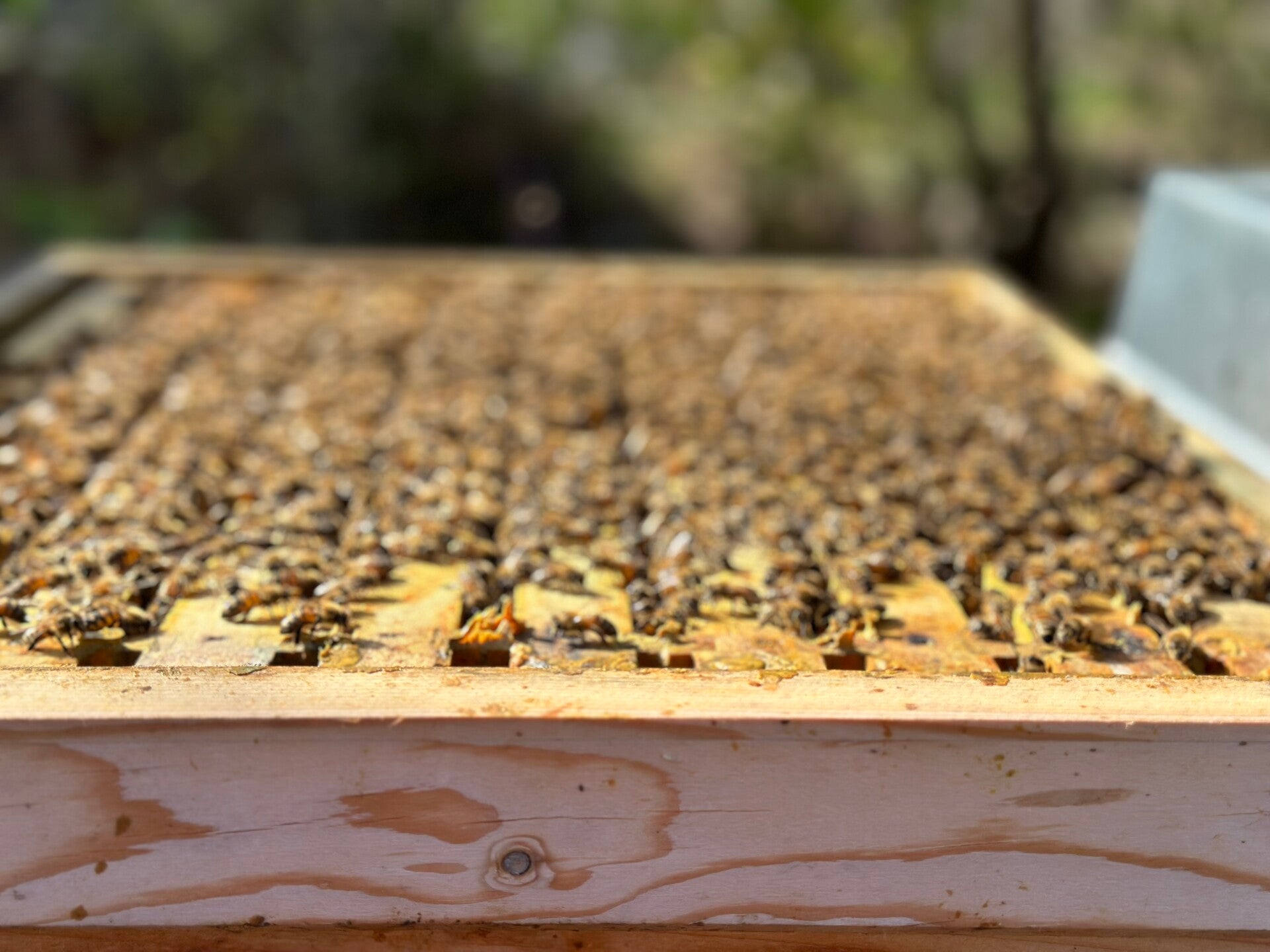 Ausgewintertes Wirtschaftsvolk mit oder ohne Beute (20 Waben)