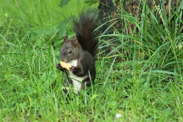 Tierfotos aus dem natürlichen Lebensraum