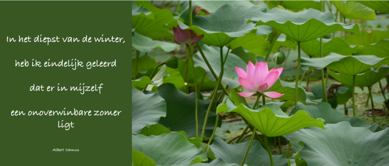 MeYomi : Meditatie, Yoga & Mindfulness