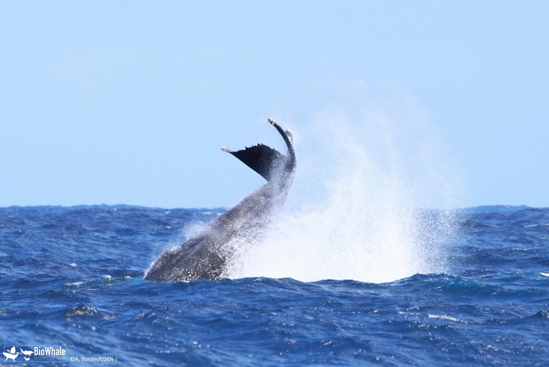 m-novaeangliae_sxm_a-bordin_17-04-2026-standard.jpg