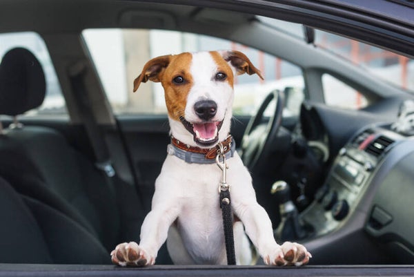 Taxy dog Brescia e provincia