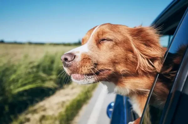 Taxy dog Milano e provincia