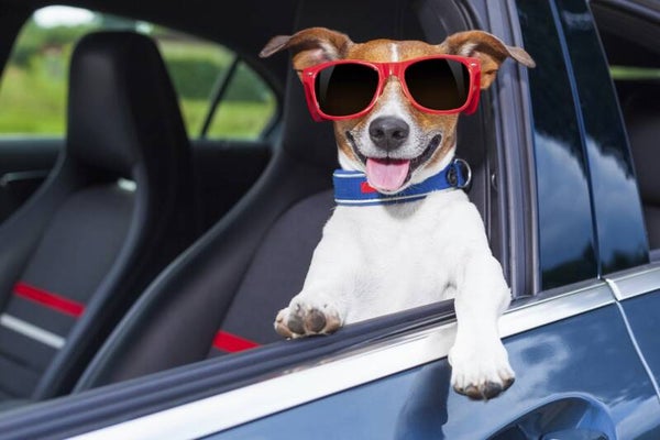 Taxy dog Bergamo e provincia