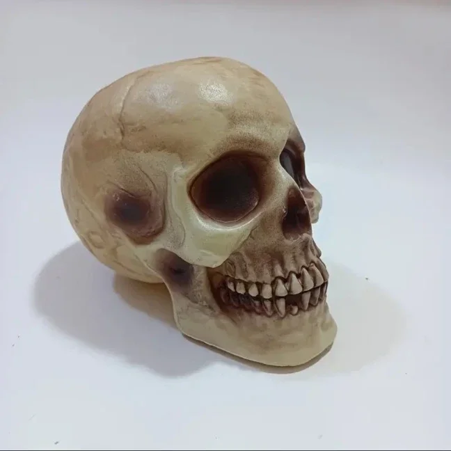 Realistische Decoratieve Schedel - Kunsthars (16,5 cm