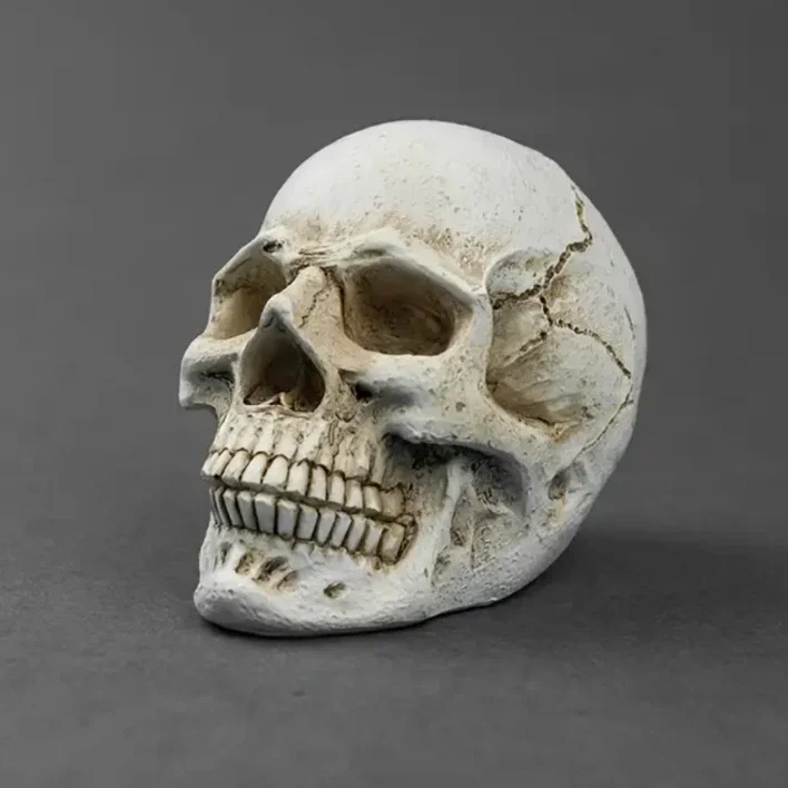 Decoratieve Schedel van Hars - Realistisch Wit Doodshoofd (9,5 cm)