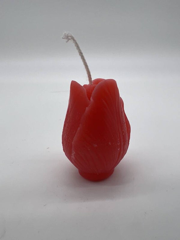 Tulpe