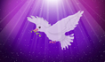 Ms. White Dove Tarot Readings