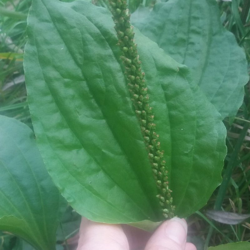 Ambachtelijke natuurproducten