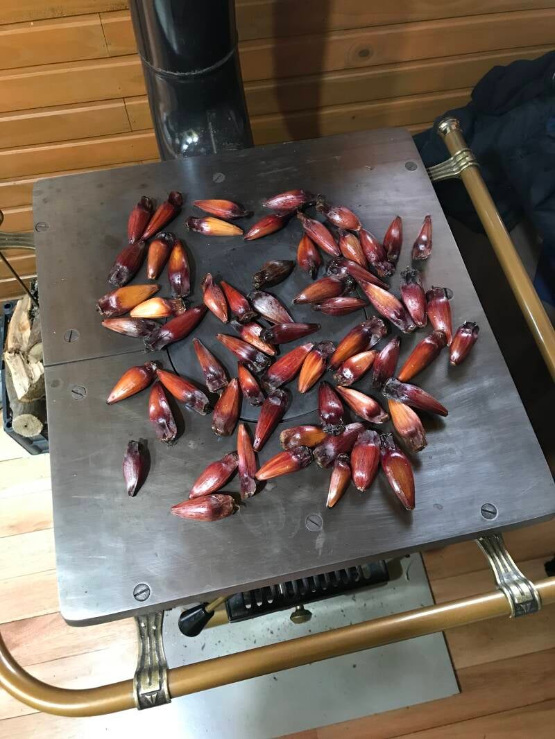 Pinhao auf dem Holzofen