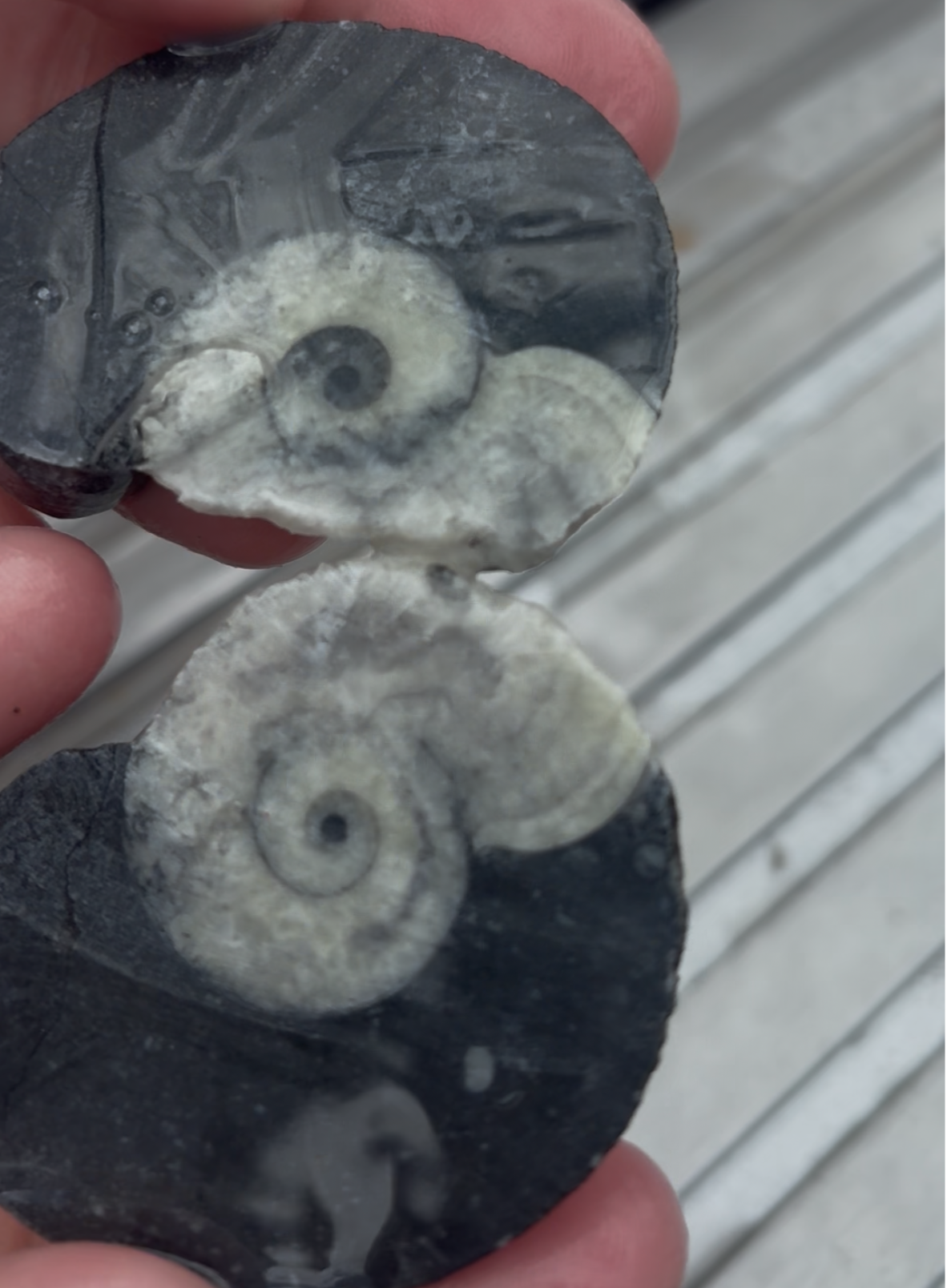 Polished Goniatite