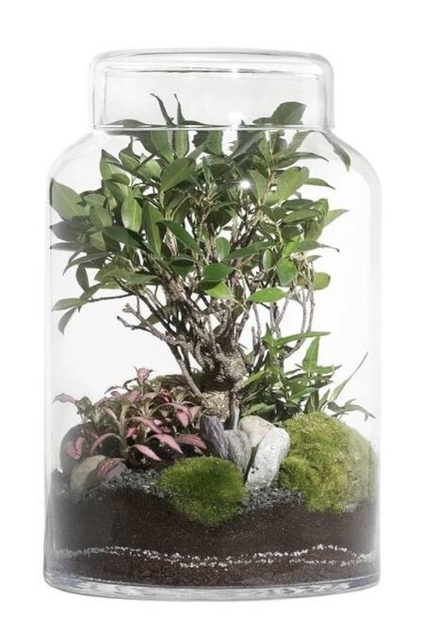 Terrarium FLAT LARGE