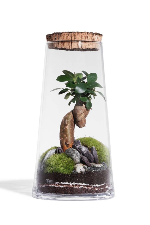 Terrarium FOREST HIGH