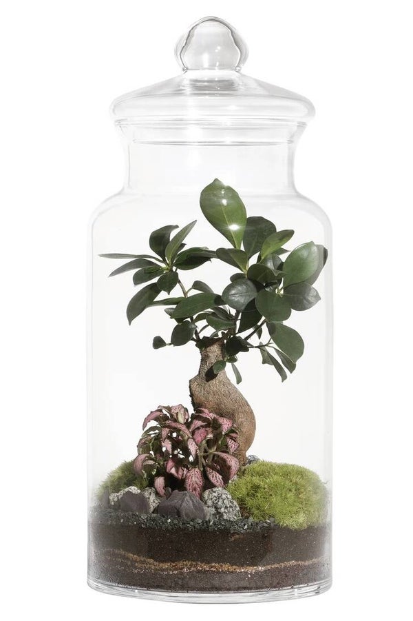 Terrarium PRAIRE
