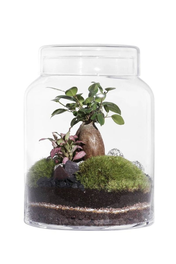 Terrarium FLAT MEDIUM