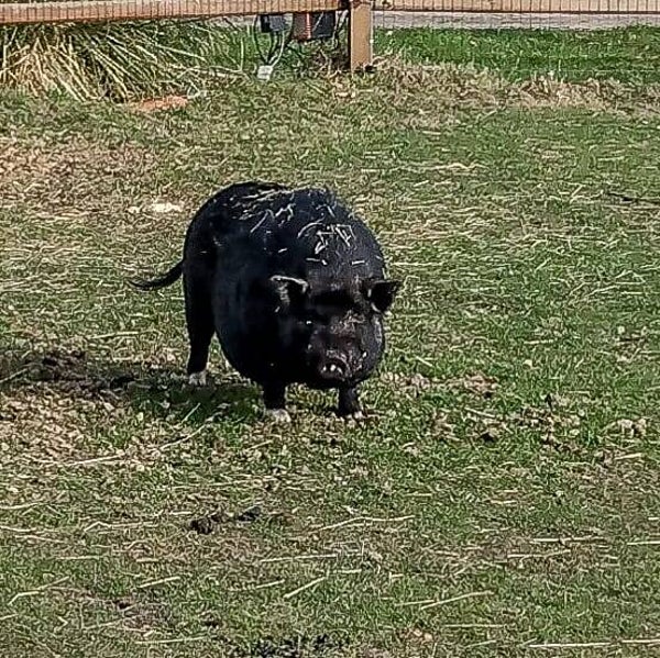 Groentepakket voor Blackie