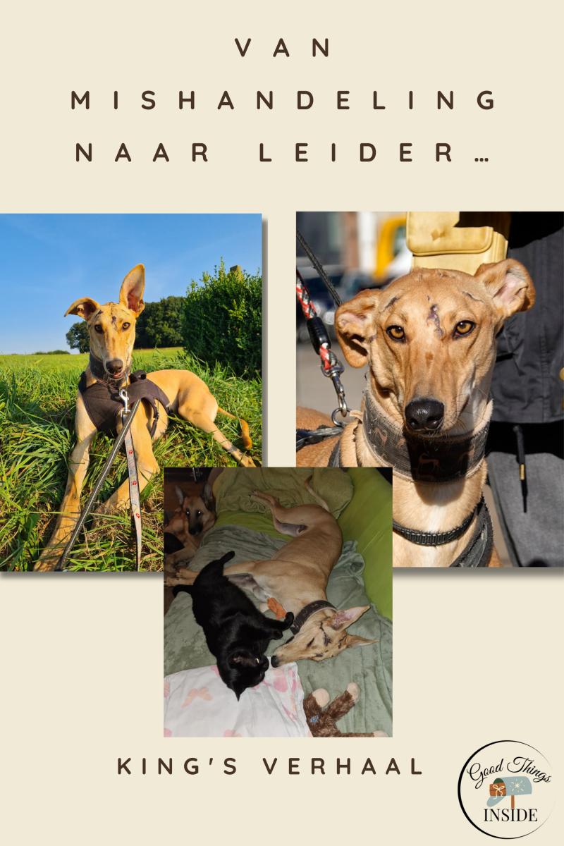 Collage van drie foto's van hond King, met litteken op zijn kop en intense blik. Tekst “Van mishandeling naar leider… King’s verhaal” en logo “Good Things Inside”. Beelden tonen King in een veld, van dichtbij, en samen met een zwarte kat. Visueel verhaal 