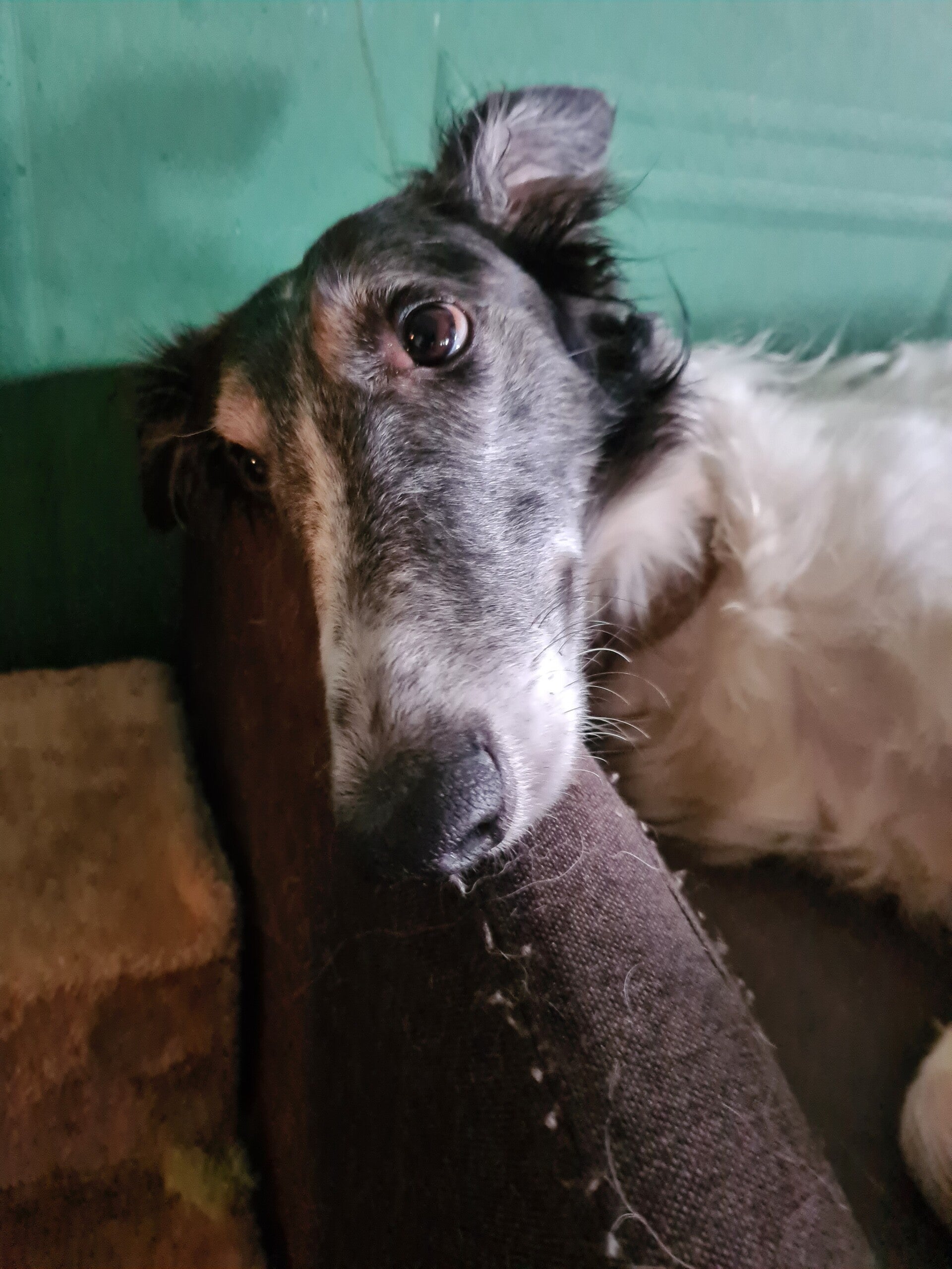 Zasha de Barzoi stichting Djimba