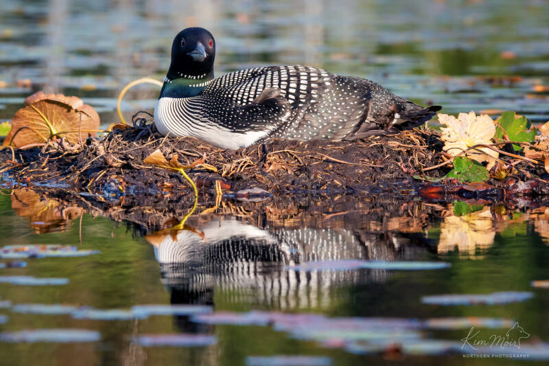 1-dsc_1580 common-loon-on-nest-full-body-reflection-water-leaves.jpg 