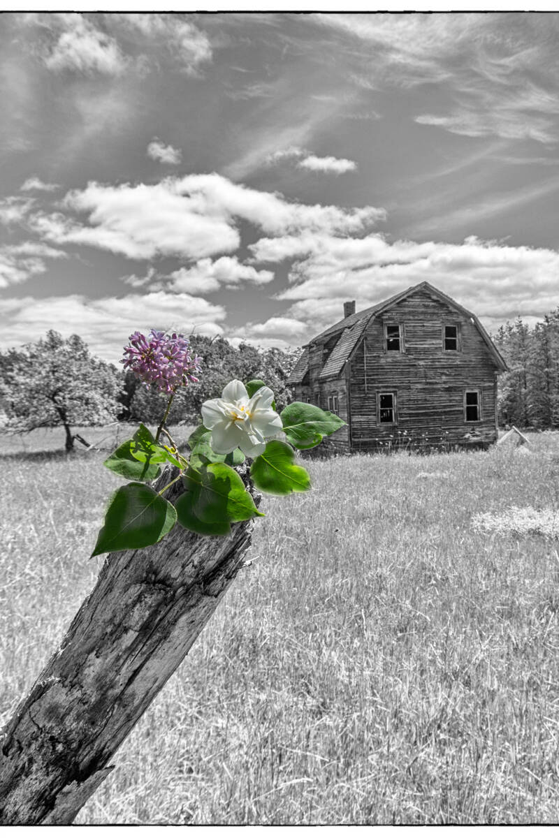 1-imgp9444-showcasing-my-mi-house-with-flowers-standard-4zba3m.jpg