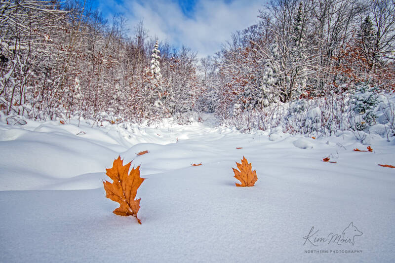10-leaves-on-a-fresh-snowfall-standard-wjcaqc.jpg