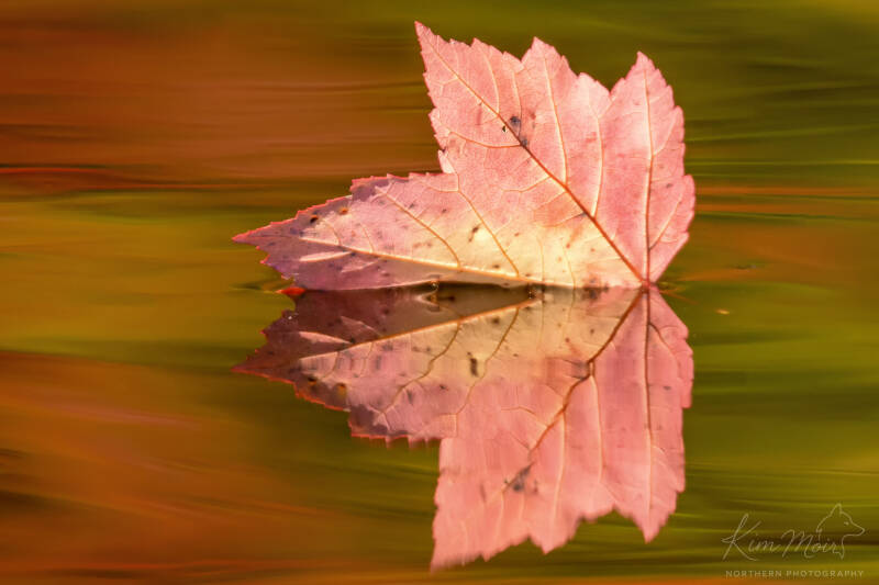 2-_dsc6060-leaf-on-mosquito-lake-fall-colours-standard-3ceh8z.jpg