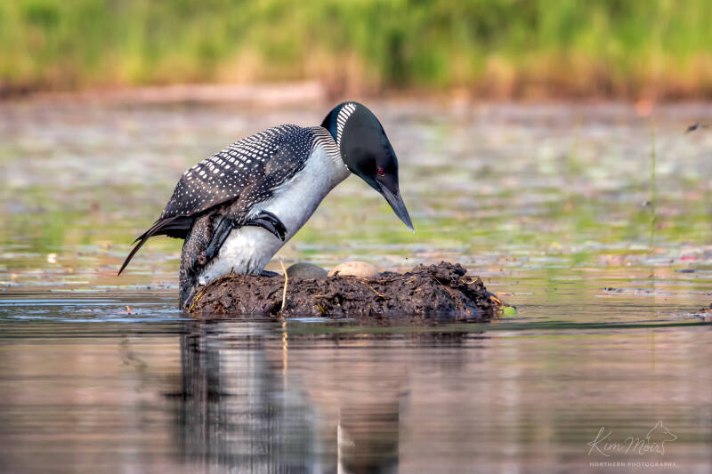 2-dsc_0085-common-loon-stepping-onto-nest-two-eggs.jpg
