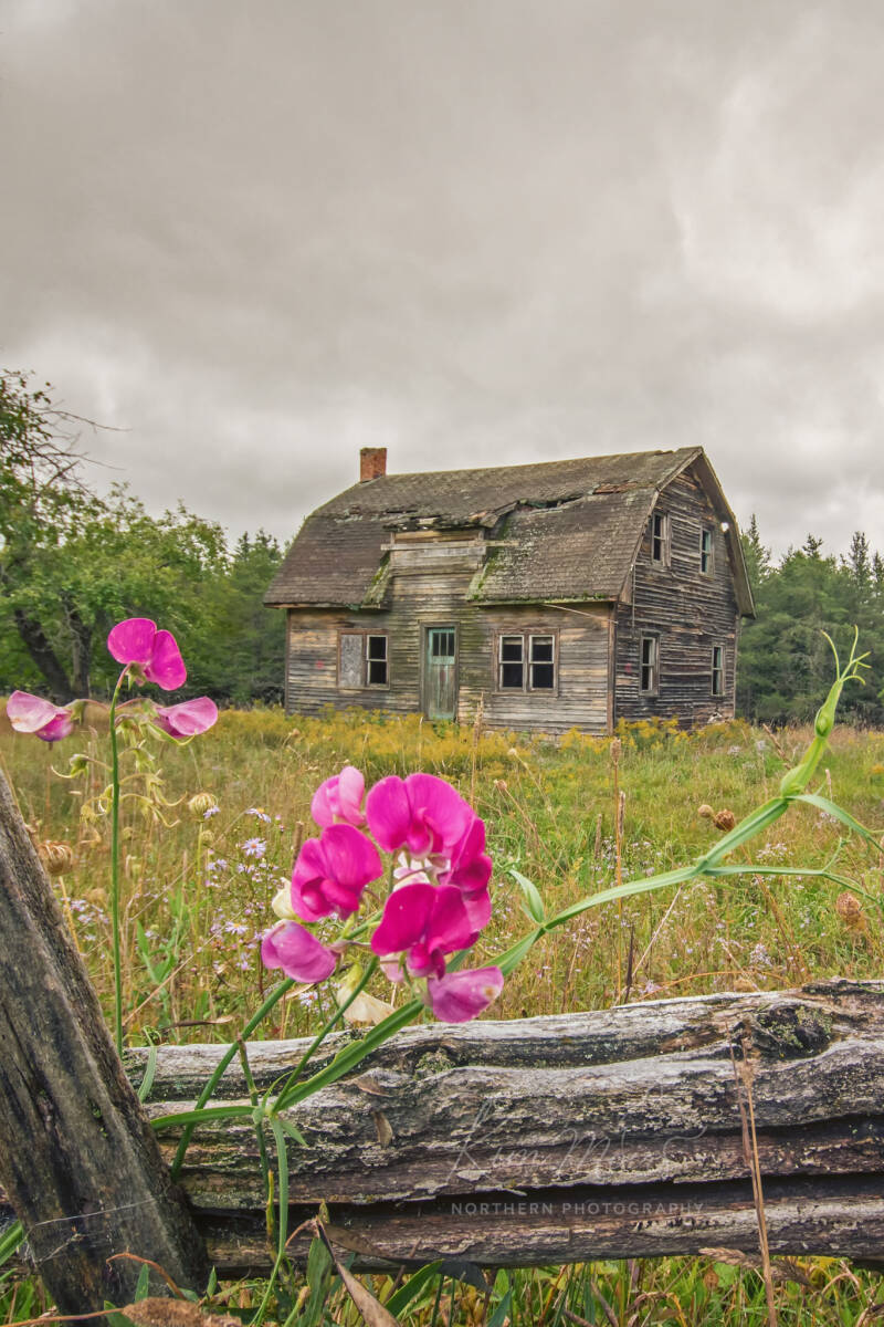 2-imgp6135-mi-house-pink-flowers-standard-emyahp.jpg