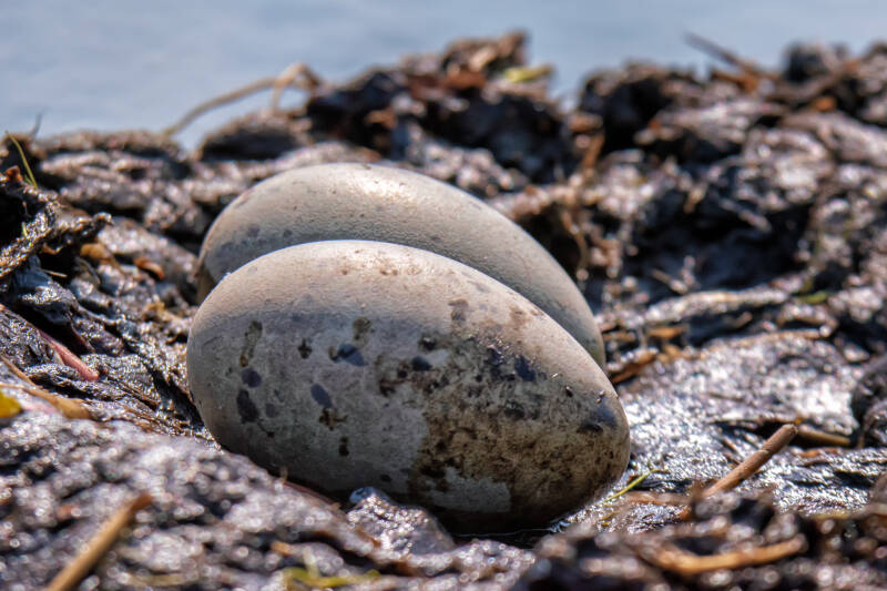 3-dsc_9791-common-loon-nest-two-eggs-no-parent.jpg