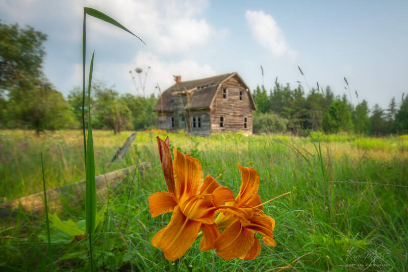 3-imgp4976-fav-house-and-lilies-mi-standard-mlh1bp.jpg