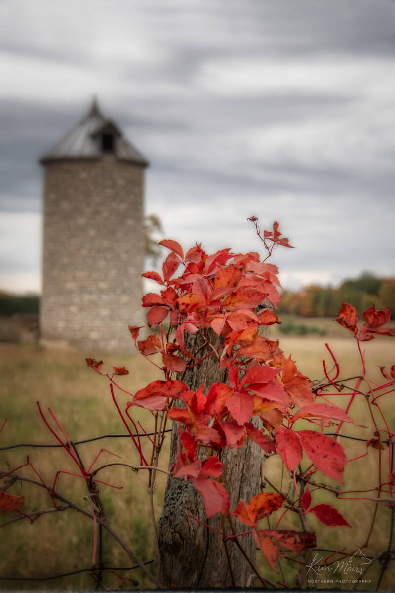 3-imgp5800-red-leaves-and-silo-standard-vzv4bb.jpg