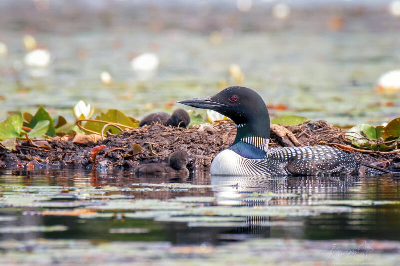 4-dsc_2035-common-loon-mother-chick-nest-water-loonlets.jpg Alt text: