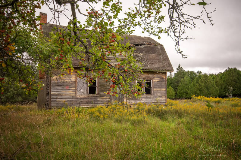 6-imgp6137-mi-fav-house-apples-standard-2crjje.jpg