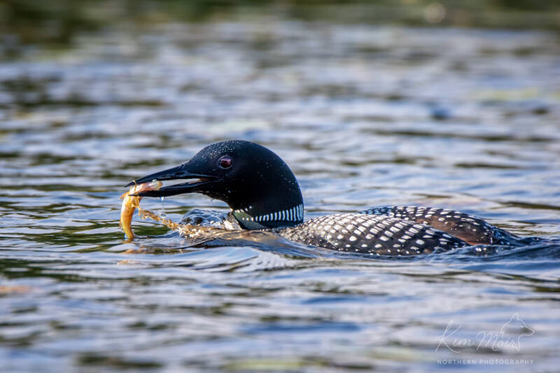 7-dsc_2503-catch-of-the-day-standard-zoup8d.jpg