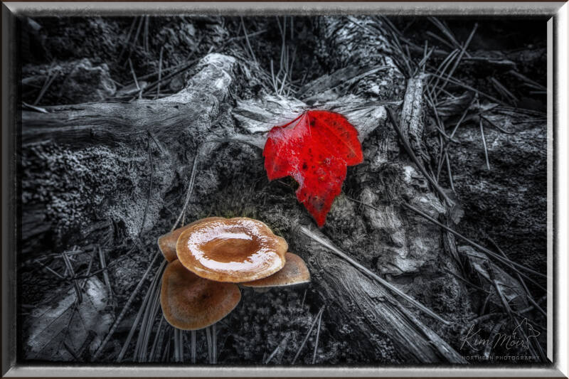 7-imgp5617-mushroom-and-leaf-fall-wl-creek-standard-cci5nj.jpg
